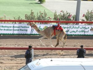 هجن الرئاسة تحصد سيف البشاير الذهبي في عُمان